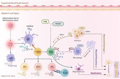 Impact of inflammation and Treg cell regulation on neuropathic pain in spinal cord injury: mechanisms and therapeutic prospects